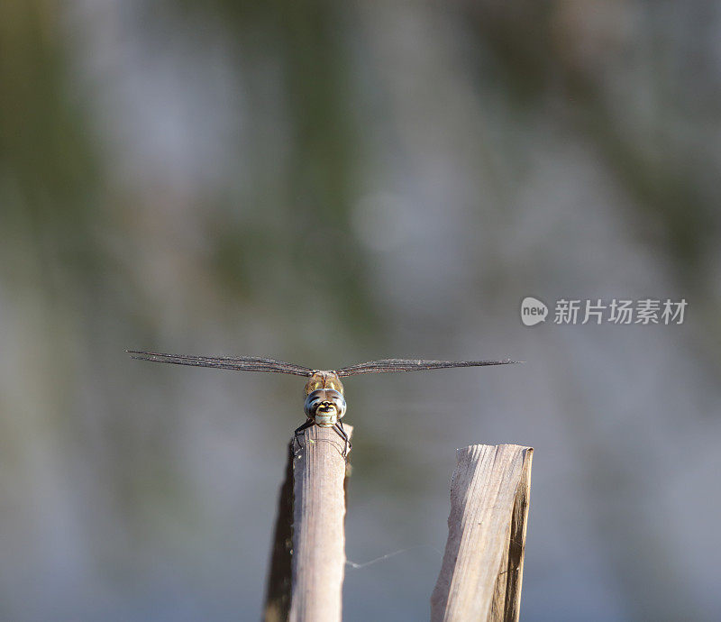 迁徙小贩蜻蜓(Aeshna mixta)雄性